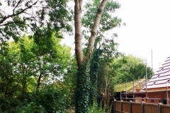 Tree by the Bridge (450x800)