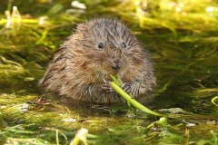 water_vole1_550